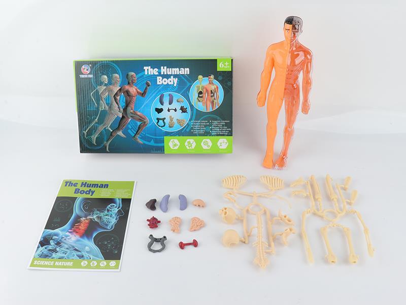 The Human Body Set